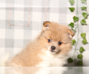 Pomeranian Puppy for sale in MARIETTA, GA, USA
