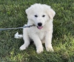 Small Photo #3 Great Pyrenees Puppy For Sale in CANOGA, NY, USA