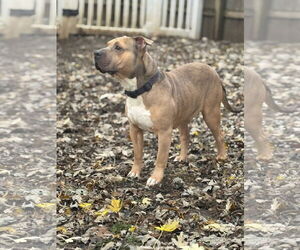 Medium Staffordshire Bull Terrier Mix
