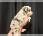Puppy Royce Australian Shepherd