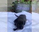 Puppy Athena Great Dane