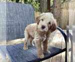 Puppy Black Miniature Labradoodle