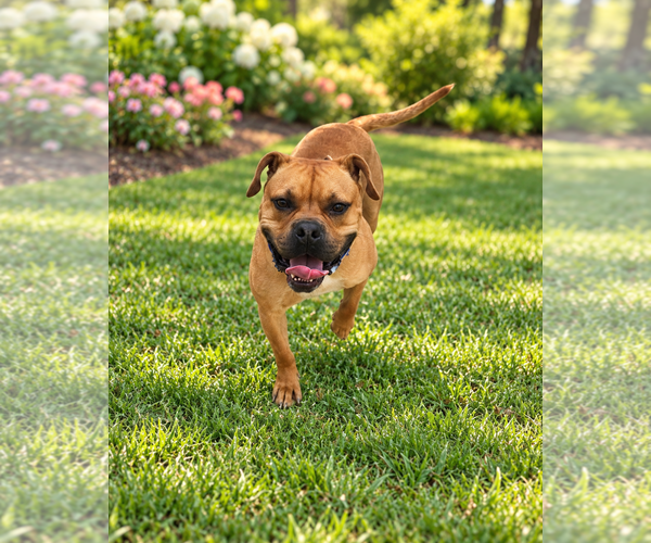 Medium Photo #2 Bull-Boxer Puppy For Sale in McKinney, TX, USA