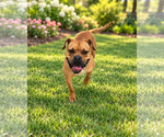 Small Photo #2 Bull-Boxer Puppy For Sale in McKinney, TX, USA