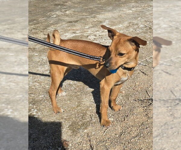 Medium Photo #1 Chihuahua-Unknown Mix Puppy For Sale in Aurora, CO, USA