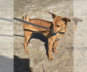 Chihuahua-Unknown Mix Dogs for adoption in Aurora, CO, USA