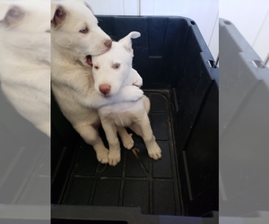 Anatolian Shepherd-Siberian Husky Mix Dog for Adoption in WATERFORD, California USA