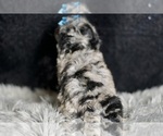 Small Photo #72 Maltipoo Puppy For Sale in WARSAW, IN, USA