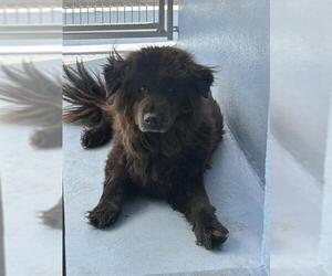 Chow Chow Dogs for adoption in Downey, CA, USA