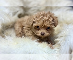 Poodle (Toy) Puppy for sale in RIPLEY, MS, USA