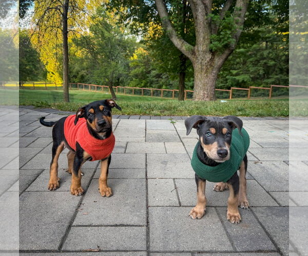 Medium Photo #3 Doberman Pinscher-Unknown Mix Puppy For Sale in Minneaoplis, MN, USA