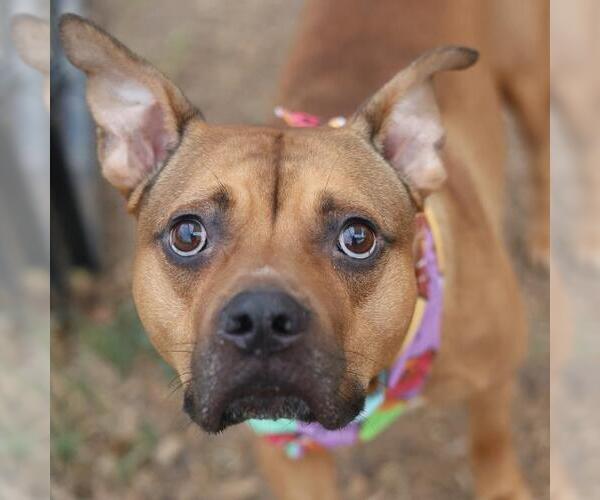 Medium Photo #1 American Staffordshire Terrier-Unknown Mix Puppy For Sale in San Antonio, TX, USA