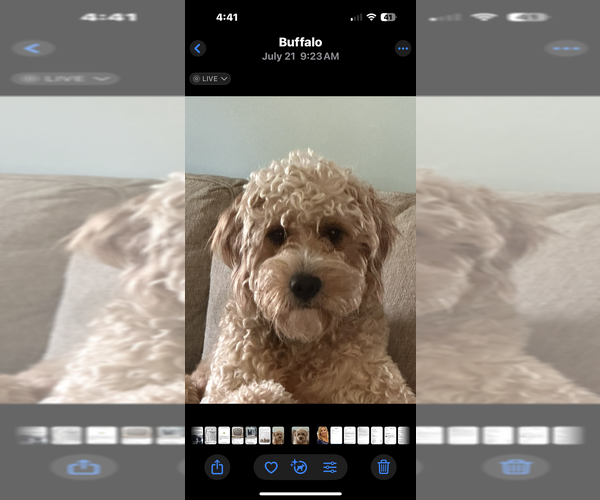 Medium Photo #1 Double Doodle Puppy For Sale in BUFFALO, NY, USA