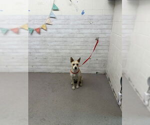 Mutt Dogs for adoption in San Bernardino, CA, USA