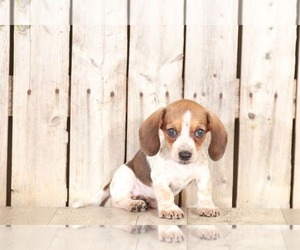 Dachshund Puppy for sale in MOUNT VERNON, OH, USA