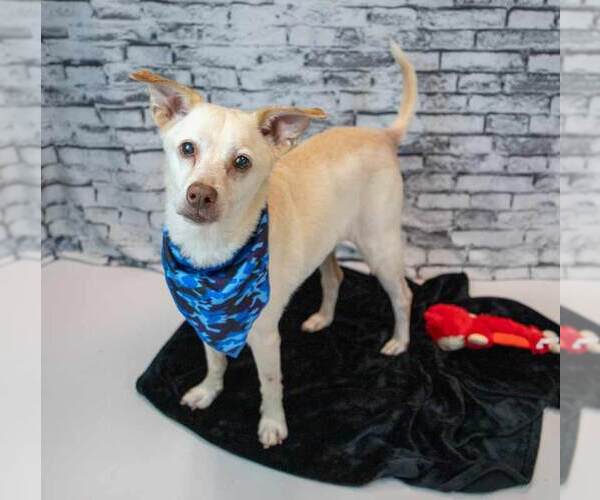 Medium Photo #2 Labrador Retriever-Unknown Mix Puppy For Sale in Kennesaw, GA, USA