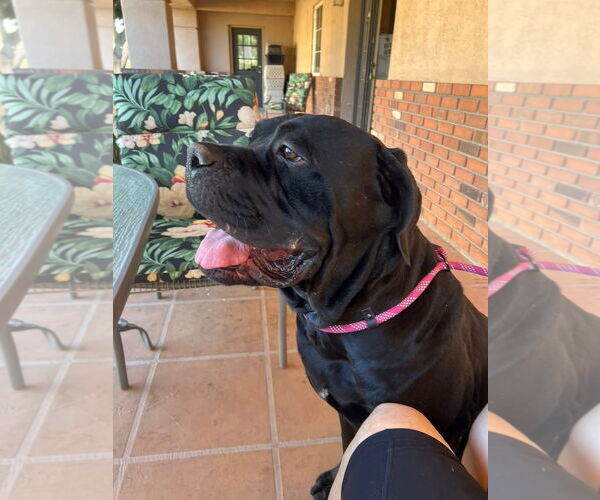 Medium Photo #3 Mutt Puppy For Sale in Goodyear, AZ, USA