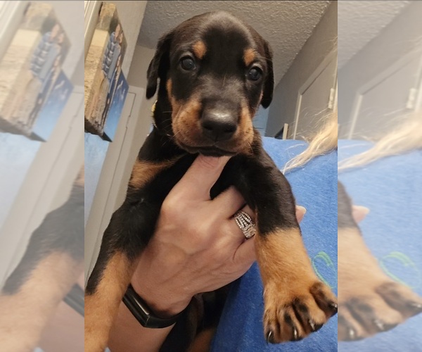 Medium Photo #2 Doberman Pinscher Puppy For Sale in BEGGS, OK, USA
