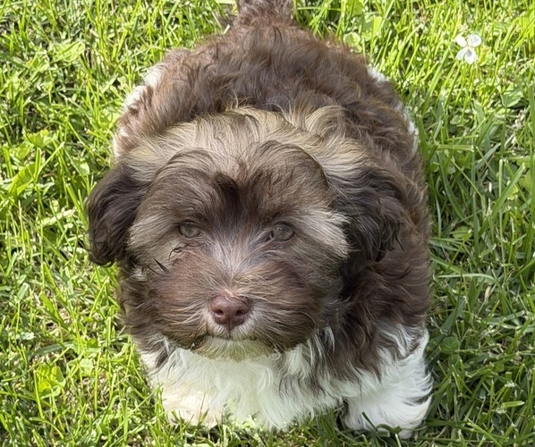 Medium Photo #1 Havanese Puppy For Sale in JOLIET, IL, USA