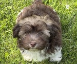 Small Havanese
