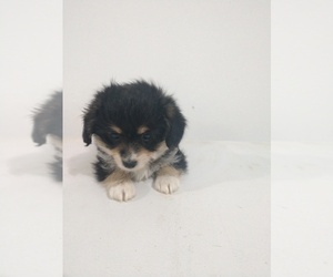 Pembroke Welsh Corgi-Poodle (Toy) Mix Puppy for sale in LEBANON, MO, USA