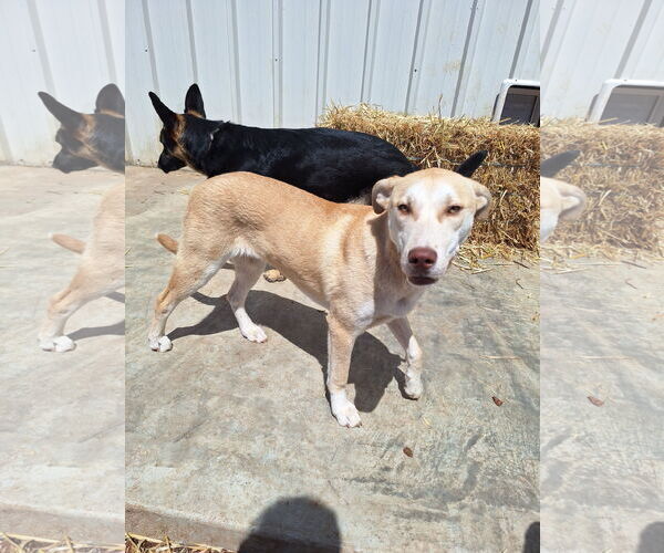 Medium Photo #7 Huskies -Unknown Mix Puppy For Sale in Chico, CA, USA