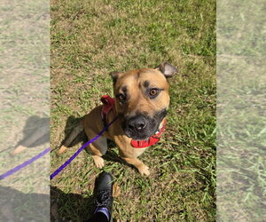 German Shepherd Dog-Unknown Mix Dogs for adoption in Glen Allen, VA, USA