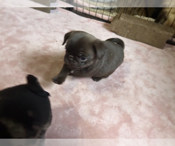 Medium Photo #69 Pug Puppy For Sale in BLOOMINGTON, IL, USA