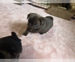 Small Photo #69 Pug Puppy For Sale in BLOOMINGTON, IL, USA