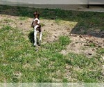 Small Photo #9 German Shorthaired Pointer Puppy For Sale in CELINA, TX, USA