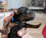 Puppy Blue Yorkshire Terrier