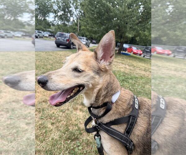 Medium Photo #8 Mutt Puppy For Sale in Elmsford, NY, USA