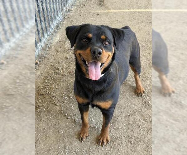 Medium Photo #1 Rottweiler Puppy For Sale in Riverside, CA, USA