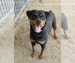 Small Rottweiler