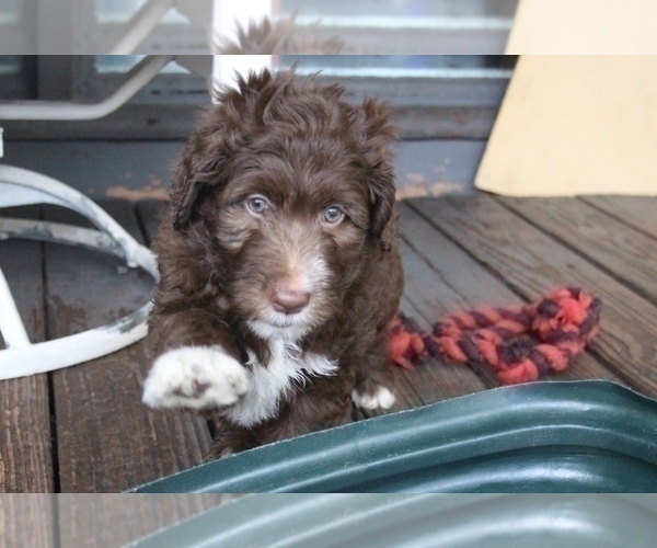 Medium Photo #5 Bordoodle Puppy For Sale in JACKSONVILLE, FL, USA