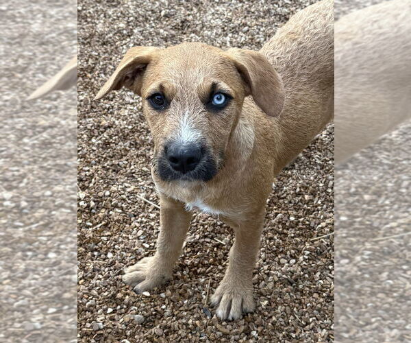 Medium Photo #5 Australian Shepherd-German Shepherd Dog Mix Puppy For Sale in Bolivar, MO, USA