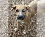 Small #4 Australian Shepherd-German Shepherd Dog Mix