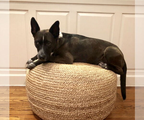 Medium Photo #15 Mutt Puppy For Sale in Houston, TX, USA