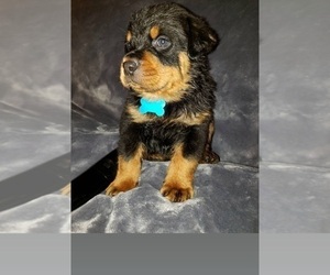 Rottweiler Puppy for Sale in SACRAMENTO, California USA