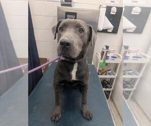 Bulldog-Unknown Mix Dogs for adoption in Mobile, AL, USA