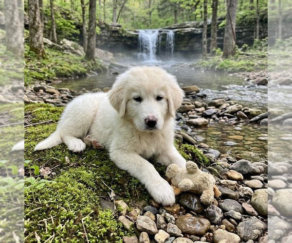 Medium Photo #1 Great Pyrenees Puppy For Sale in Vail, AZ, USA