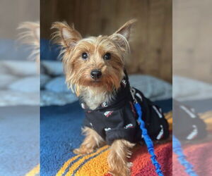 Mutt Dogs for adoption in Allentown,, PA, USA