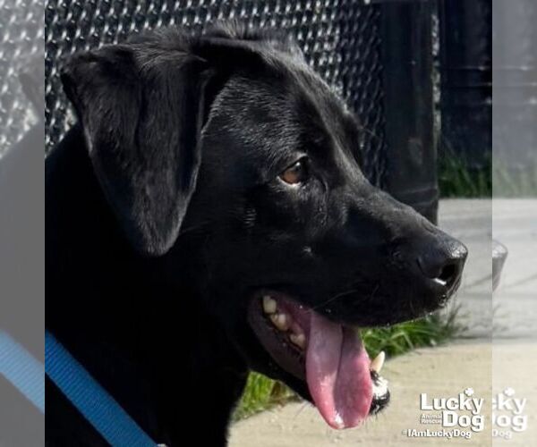 Medium Photo #2 Labrador Retriever-Unknown Mix Puppy For Sale in Washington, DC, USA