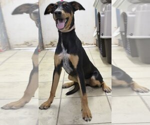 Doberman Pinscher-Unknown Mix Dogs for adoption in El Centro, CA, USA