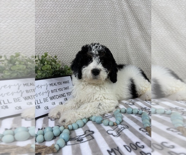 Medium Photo #7 Bernedoodle (Miniature) Puppy For Sale in INDIANAPOLIS, IN, USA