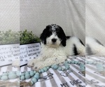 Small #6 Bernedoodle (Miniature)