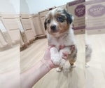 Small #5 Australian Shepherd