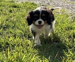 Small Photo #3 Cavalier King Charles Spaniel Puppy For Sale in CUBA, MO, USA