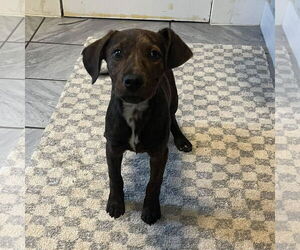 Labrador Retriever-Unknown Mix Dogs for adoption in SHERBURNE, NY, USA