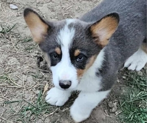 Pembroke Welsh Corgi Puppy for sale in MILTON, WI, USA
